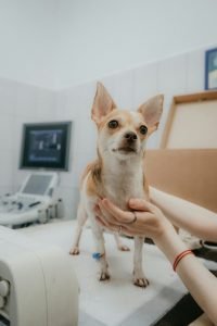 Dog sitting on the examination table