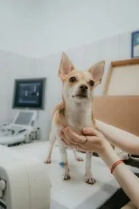 Dog sitting on the examination table