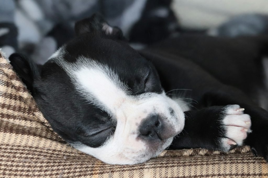 A sedated puppy sleeping calmly, illustrating the mild calming effect of trazodone for dogs