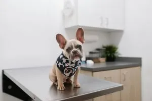 Dog sitting on the examination table