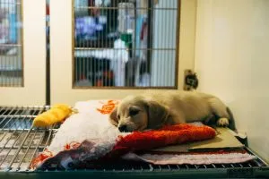 High ALT (Liver Enzyme) in Dogs—What to Know?
