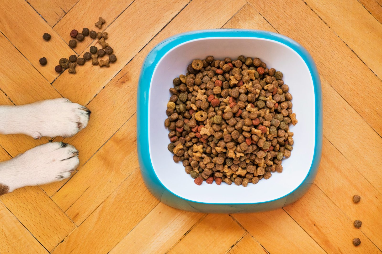 Reading dog food labels starts with AAFCO adequacy, calories, and life stage