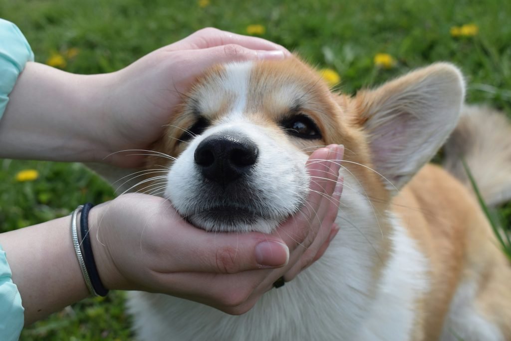 Dog resting while owner monitors symptoms of pancreatitis
