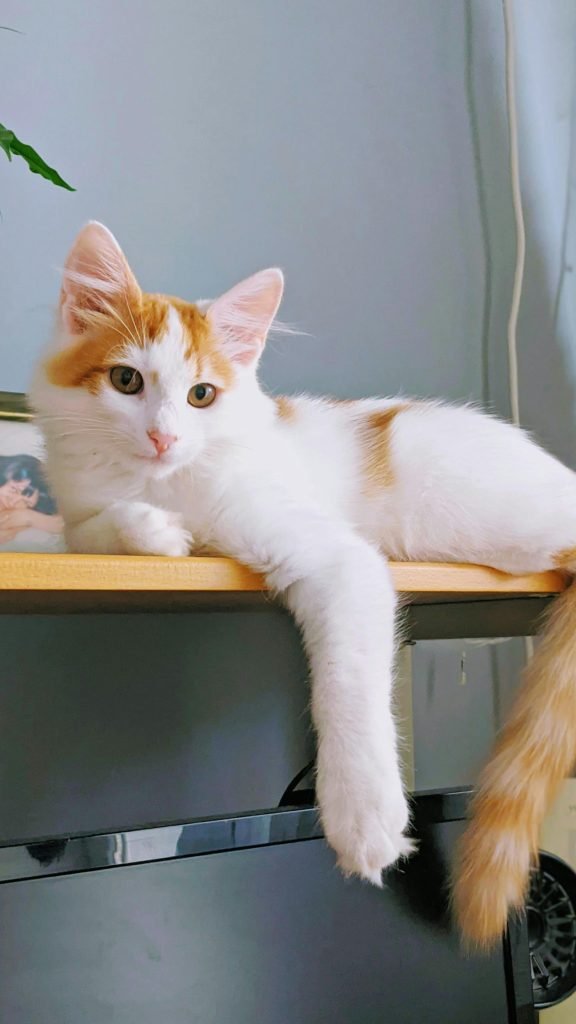 cat