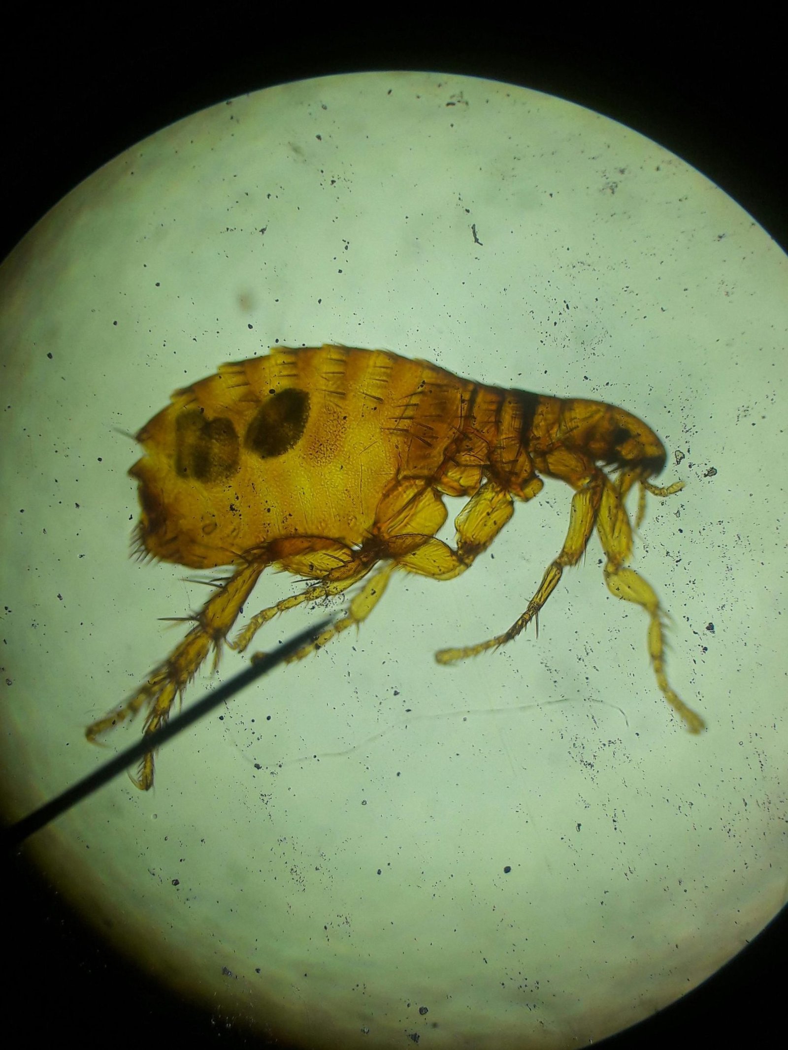 Fleas vs ticks in pets shown by a dog checked for external parasites