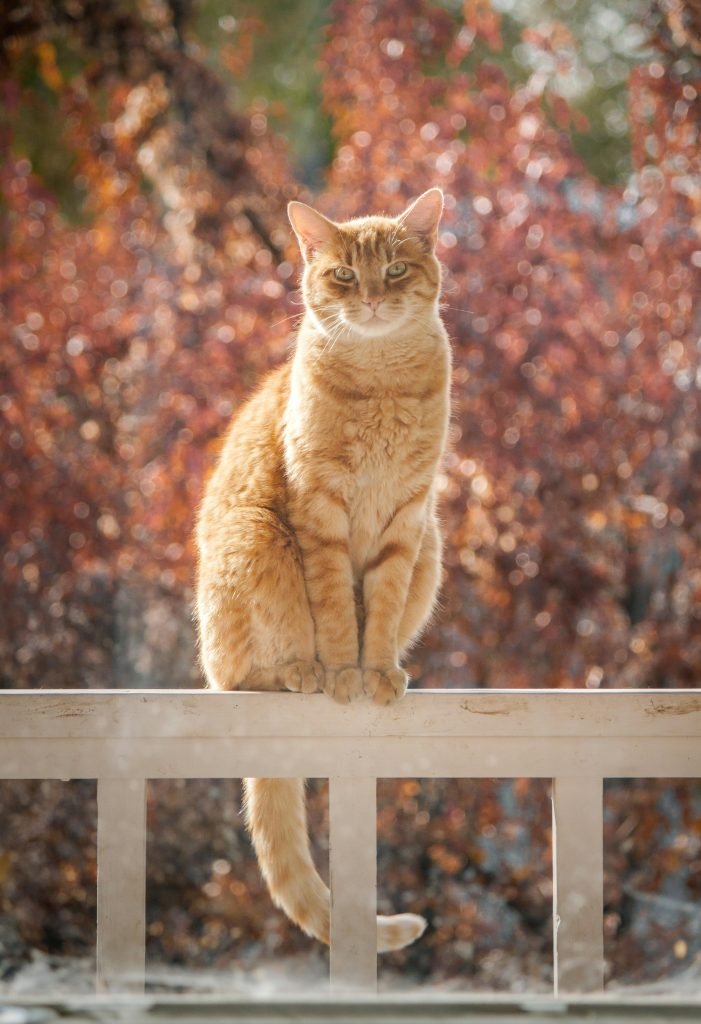 Cat sitting calmly on a bench indoors