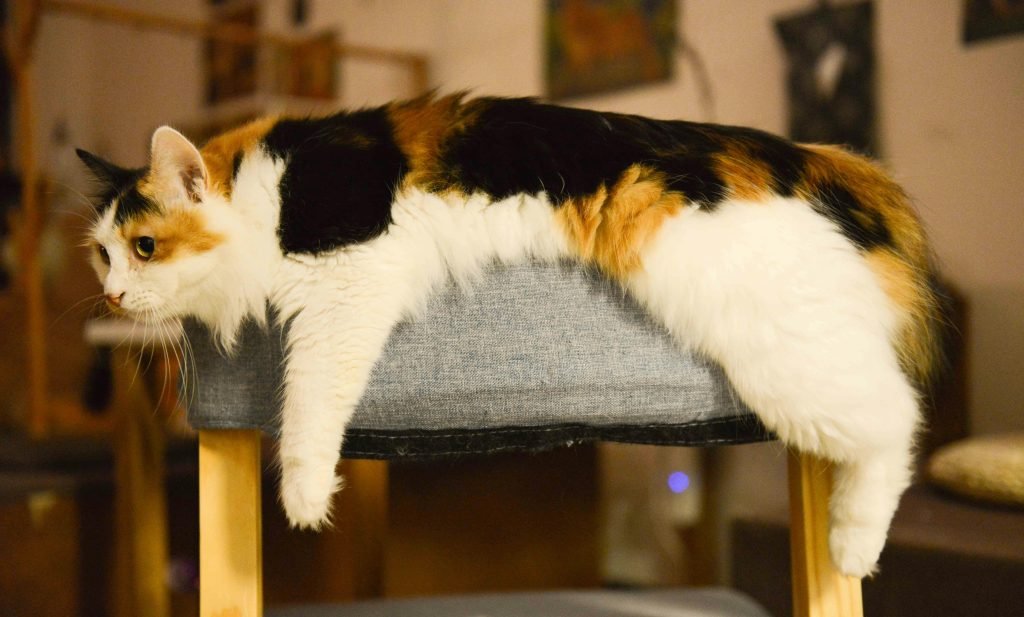 Photo by Cats Coming: https://www.pexels.com/photo/calico-cat-lying-on-a-gray-cushion-674570/