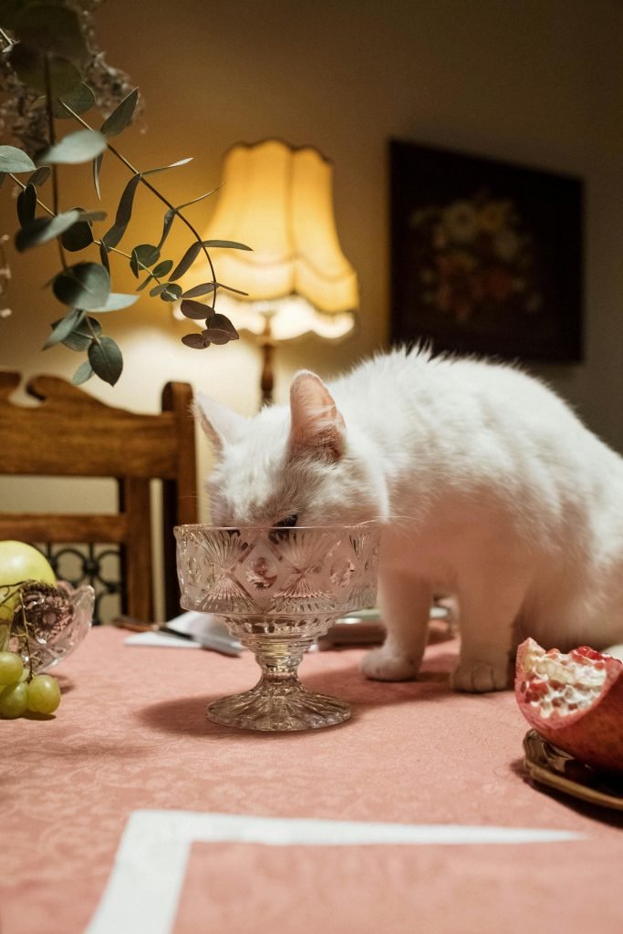 Photo by cottonbro studio: https://www.pexels.com/photo/white-cat-licking-a-crystal-glass-6869652/