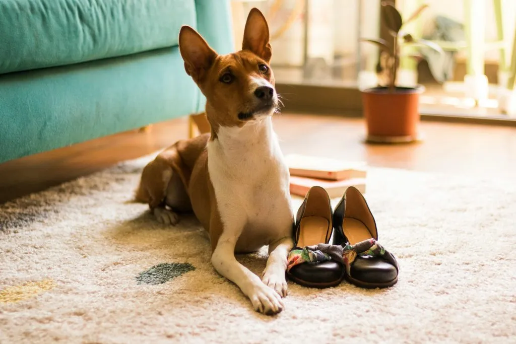 basenji