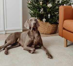 dog christmas tree