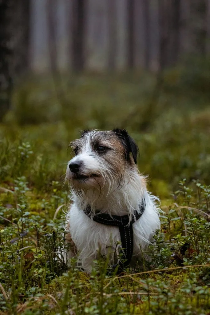 dog in forest