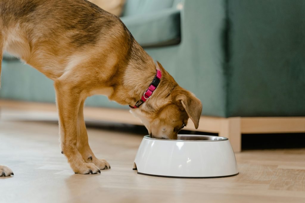 How to Read a Dog Food Label Like a Veterinarian at Home