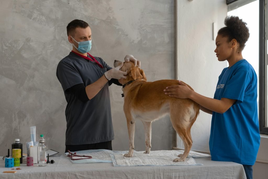 dog vet