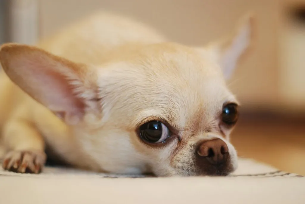 Dog having bloodwork checked for elevated ALP in dogs