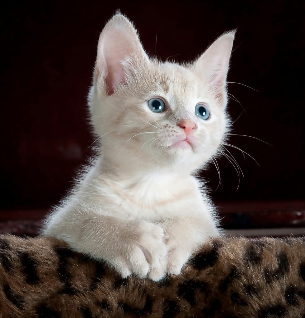 Indoor cats get fleas through pets, shoes, and home items