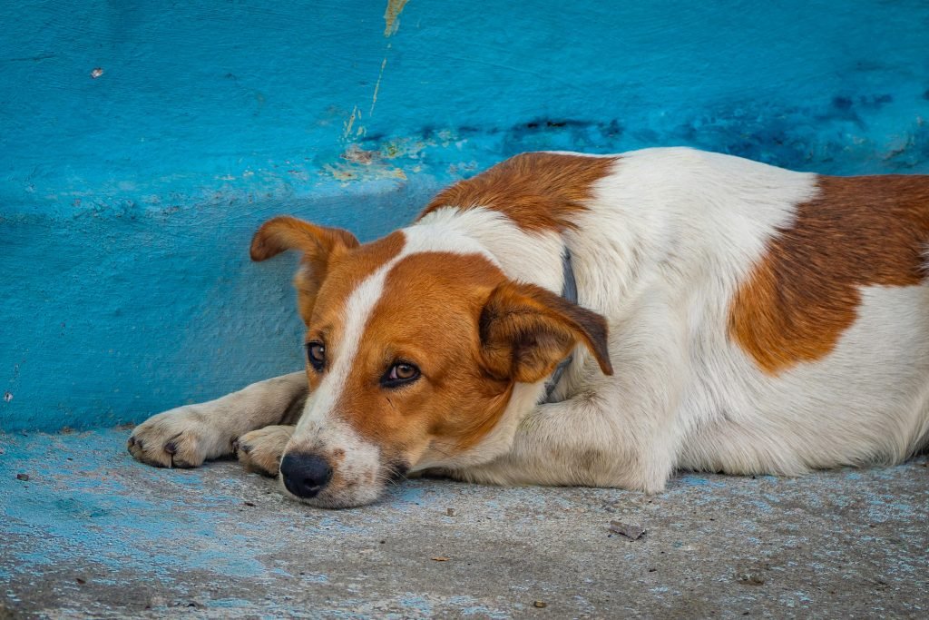 Dog showing separation anxiety in dogs when left alone