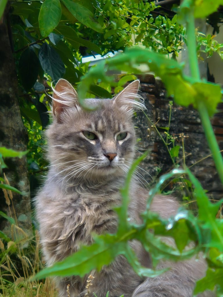Normal hairballs in cats and grooming habits