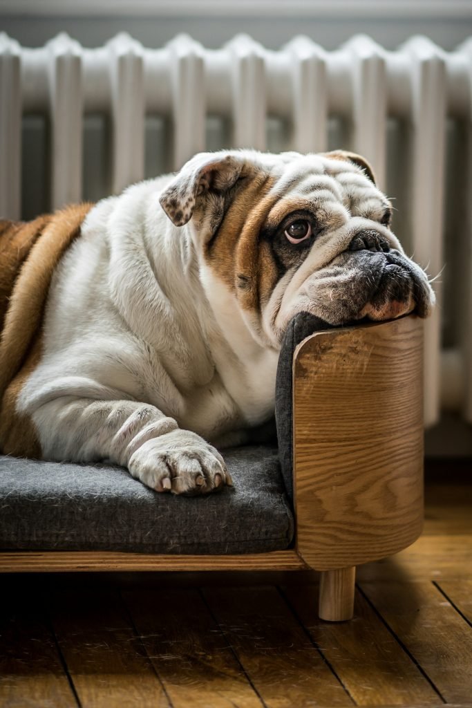 Dog food and nutrition evaluation for liver support decisions