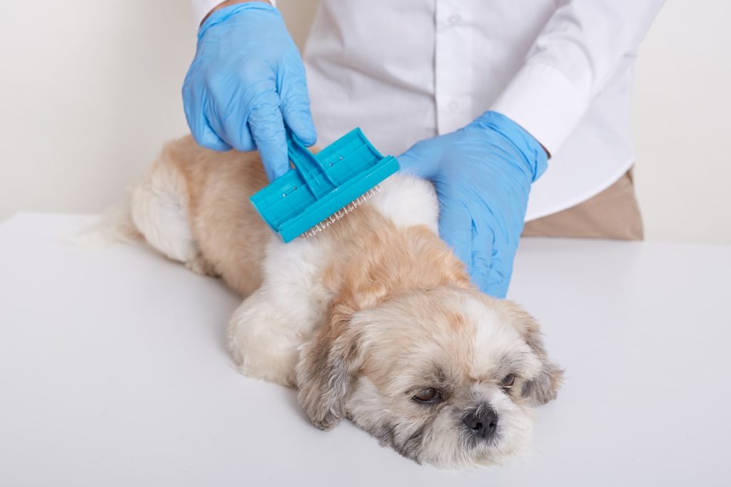 <a href="https://www.freepik.com/free-photo/vet-combing-pekingese-dog-hair-doing-cleansing-procedures-veterinary-clinic_9083153.htm">Image by user18526052 on Freepik</a>