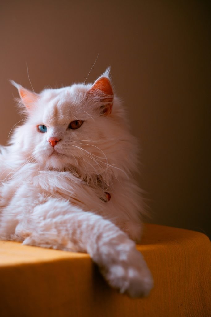 Photo by <a href="https://unsplash.com/@vikramnair?utm_source=unsplash&utm_medium=referral&utm_content=creditCopyText">Vikram Nair</a> on <a href="https://unsplash.com/photos/white-persian-cat-lying-on-brown-wooden-table-4k7r77sDa_I?utm_source=unsplash&utm_medium=referral&utm_content=creditCopyText">Unsplash</a>
 