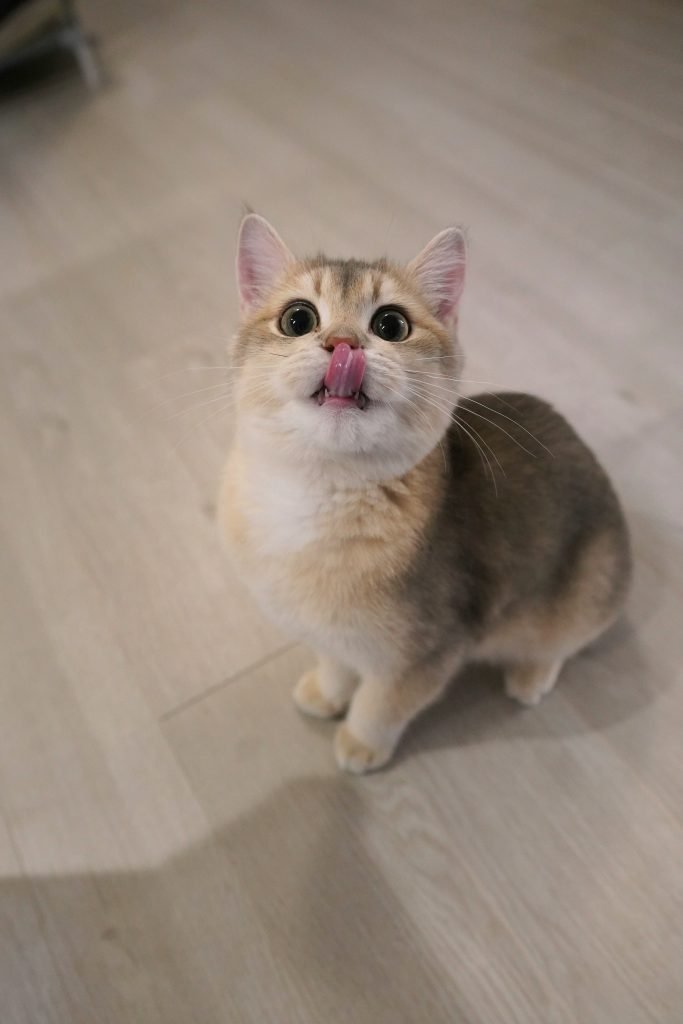 Photo by <a href="https://unsplash.com/@yiyi_yang?utm_source=unsplash&utm_medium=referral&utm_content=creditCopyText">Yiyi Yang</a> on <a href="https://unsplash.com/photos/a-cat-sitting-on-the-floor-making-a-funny-face-H3w9vy5X7_4?utm_source=unsplash&utm_medium=referral&utm_content=creditCopyText">Unsplash</a>
