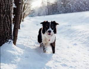 Keeping Dogs Outside In Cold Weather Safe