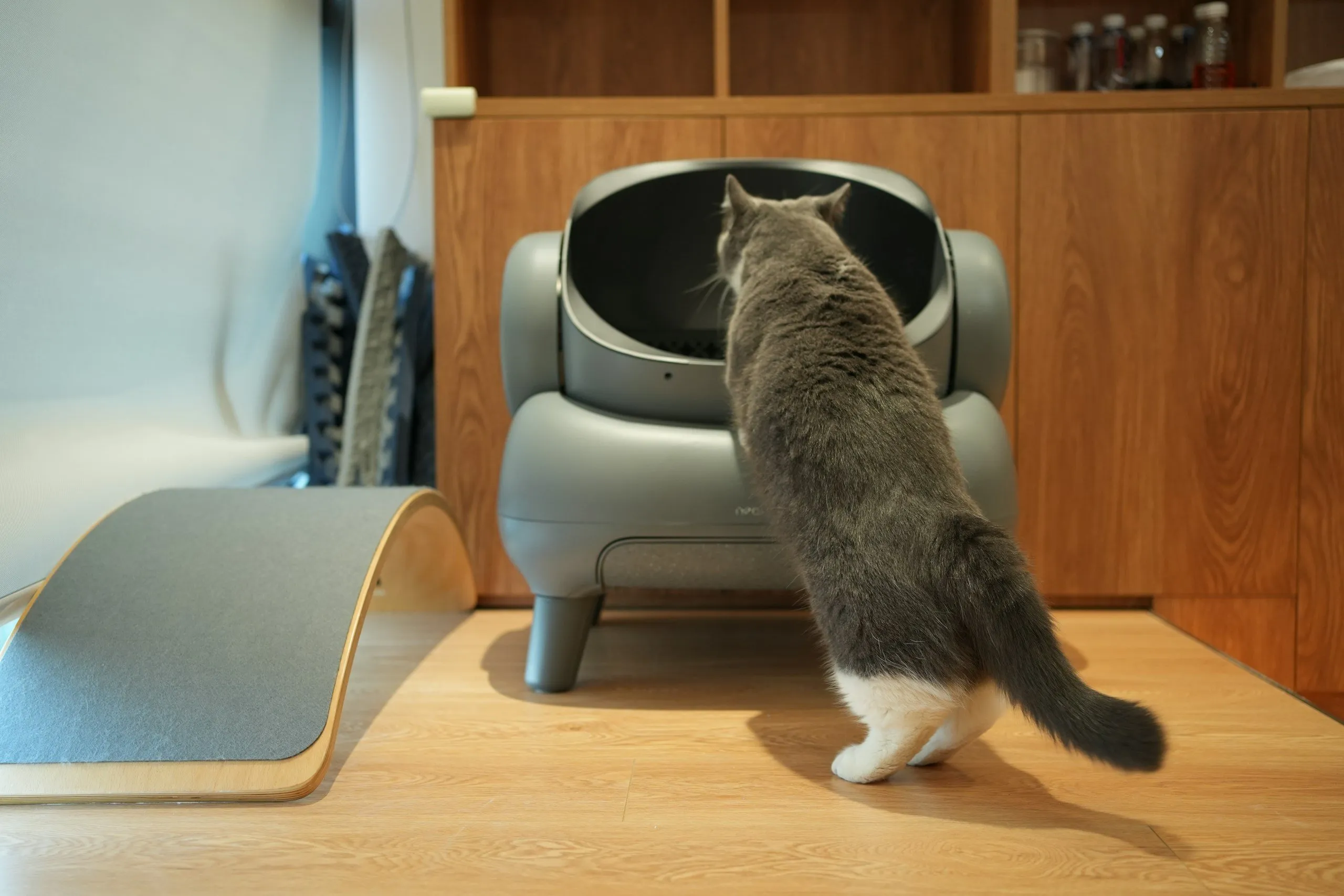 Cat near litter box