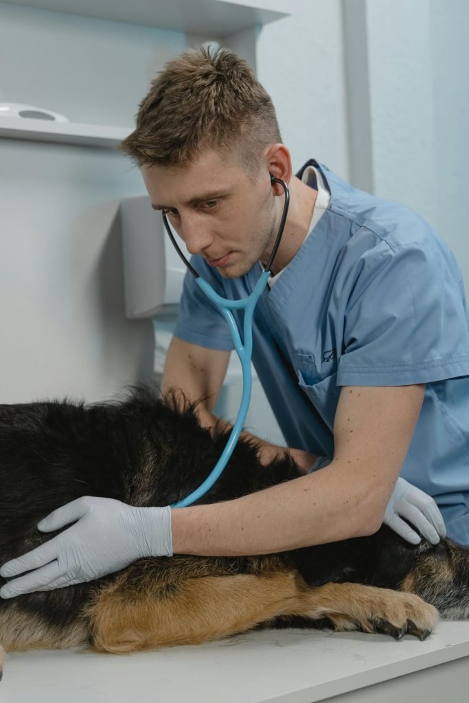 A vet treating a sick dog