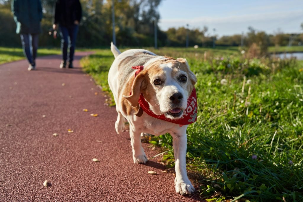 Arthritis in Dogs: Early Signs and Treatment Options Guide