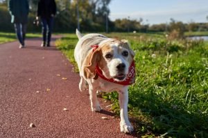 Arthritis in Dogs: Early Signs and Treatment Options Guide