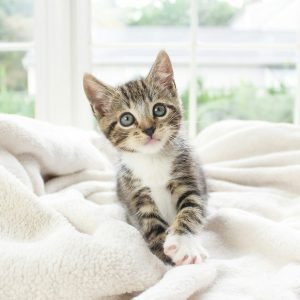 brown-tabby-kitten-on-white-textile-stockpack-unsplash