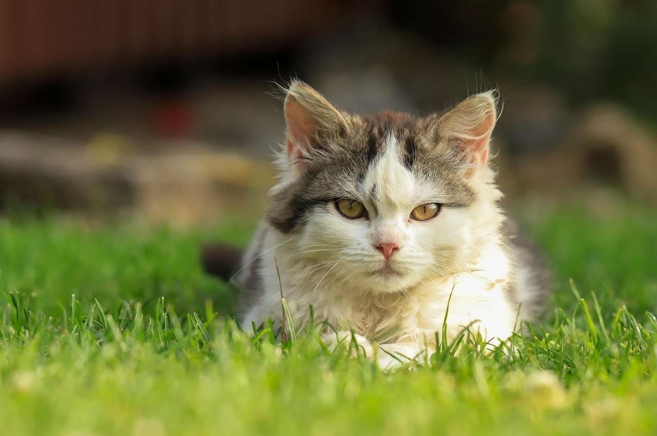 A cat portrait -- thyroid and glucose are among the most common reasons older cats need follow-up testing