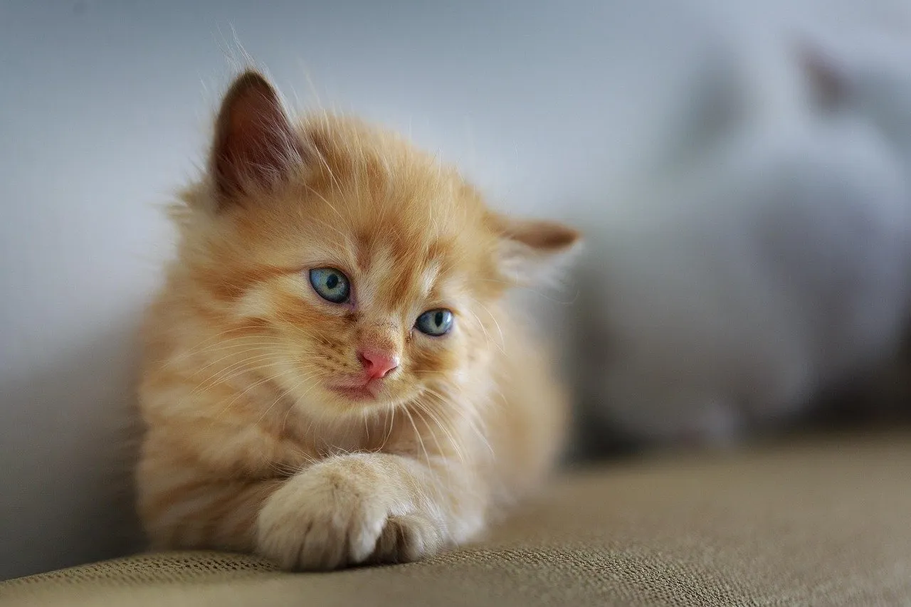 Cat showing lethargy