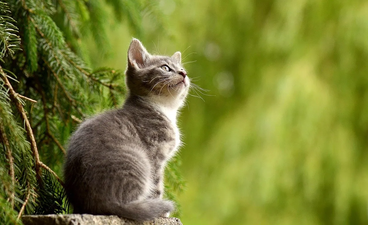 Gray cat resting