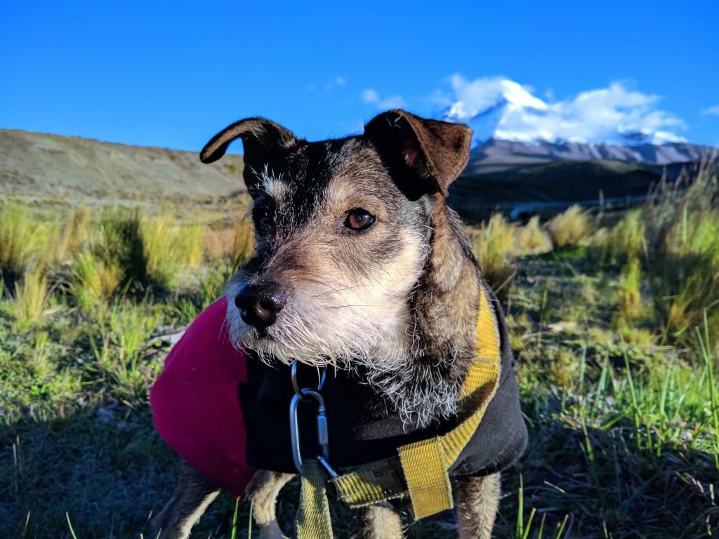 Signs Your Dog Is Becoming a Senior and What Vets See Early