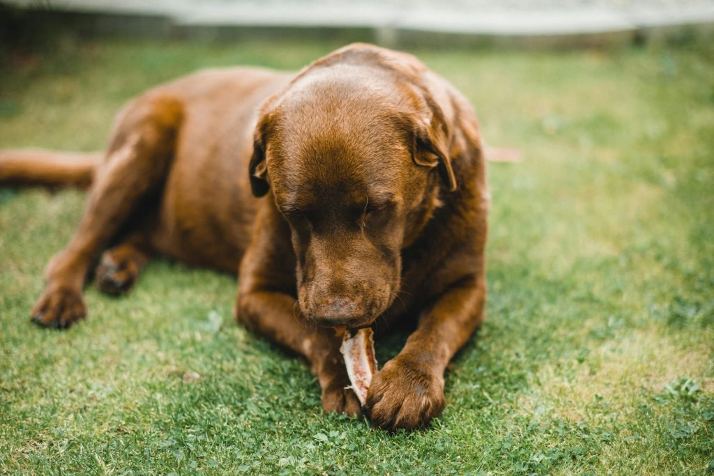 Close up of a brown dog eating a bone