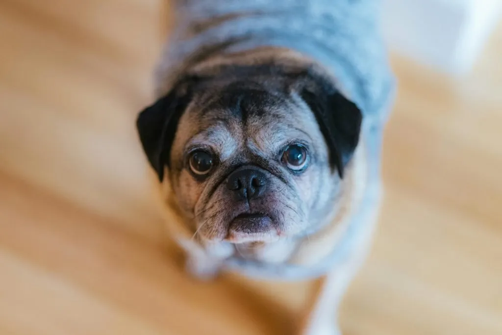 Close up portrait of a senior pug dog indoors