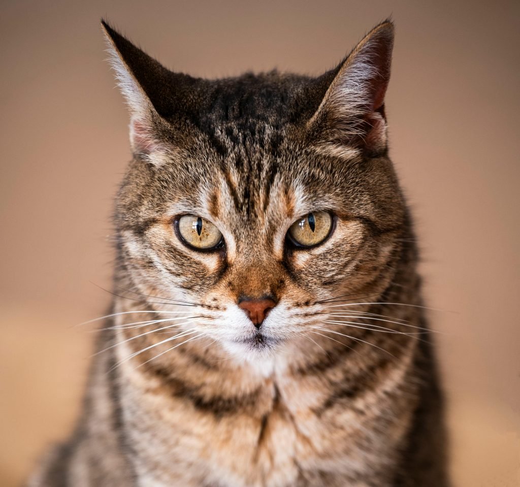 Close up portrait of a tabby cat with intense gaze