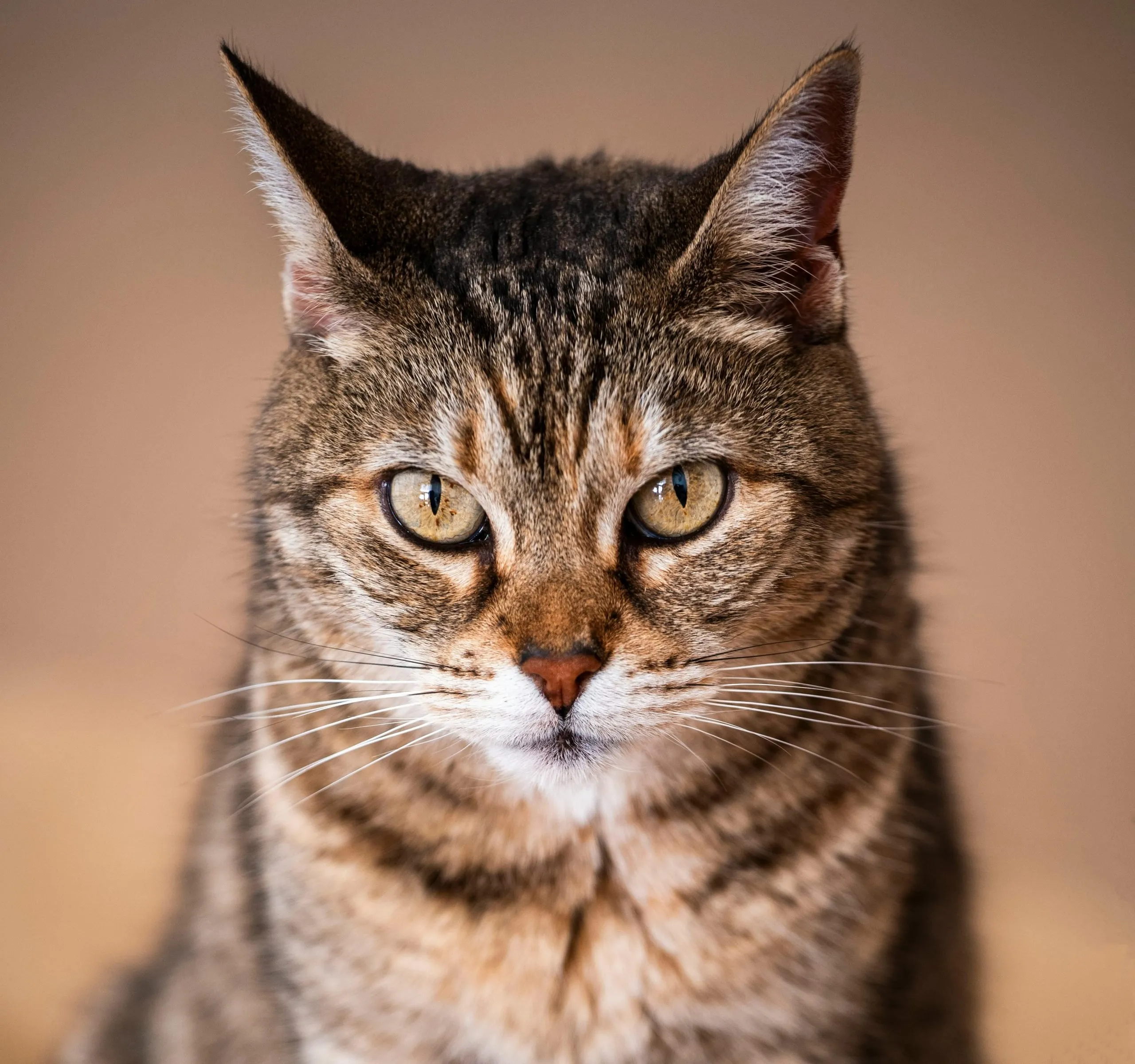 Tabby cat close-up portrait