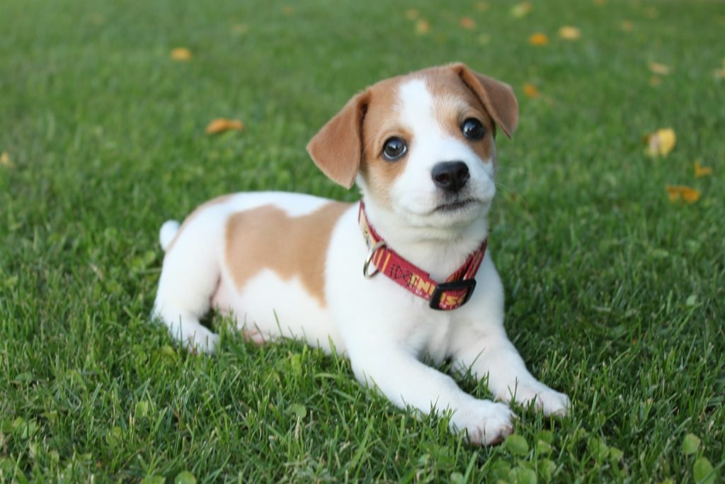 Dog recovering while owners ask can pancreatitis levels in dogs return to normal