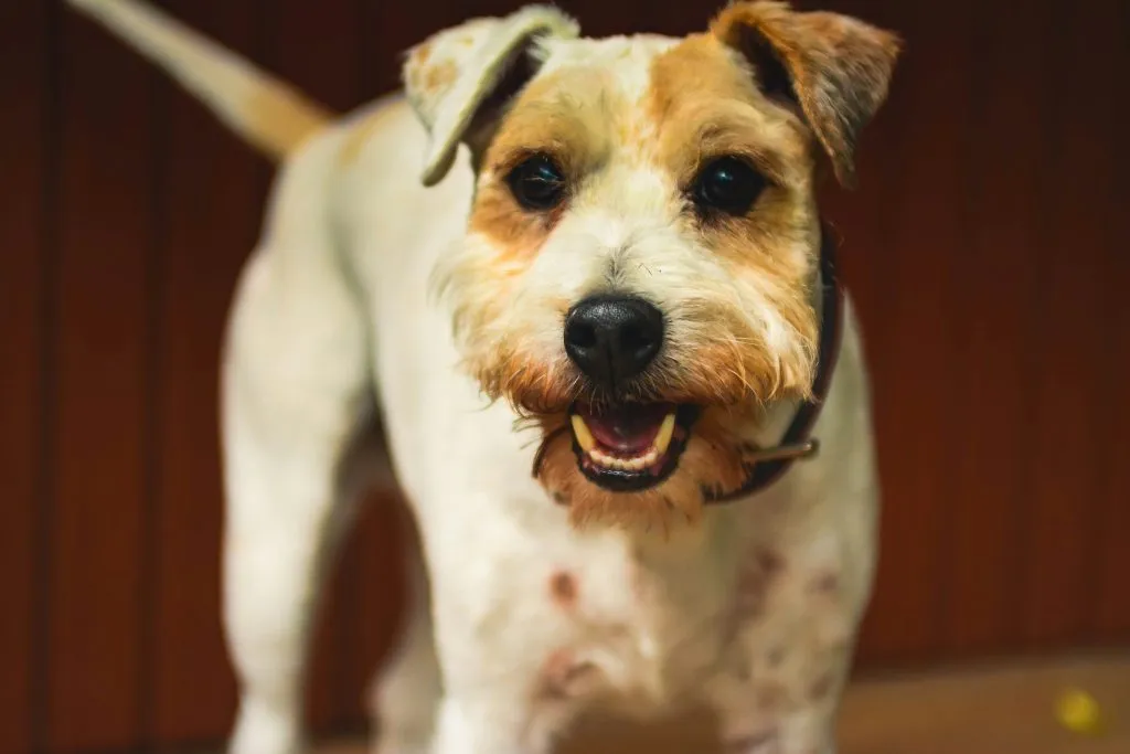 Signs Your Dog Is Becoming a Senior and What Vets See Early