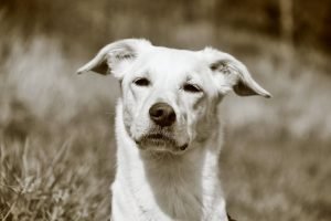 dog head, dog, monochrome, snout, animal, dog look, nature, nose, pet, domestic animal