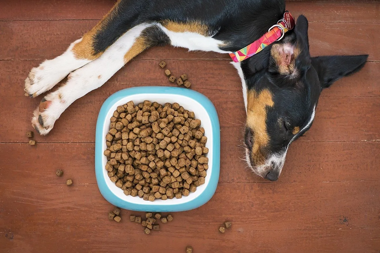 Bland, low-fat food bowl for a dog recovering from pancreatitis