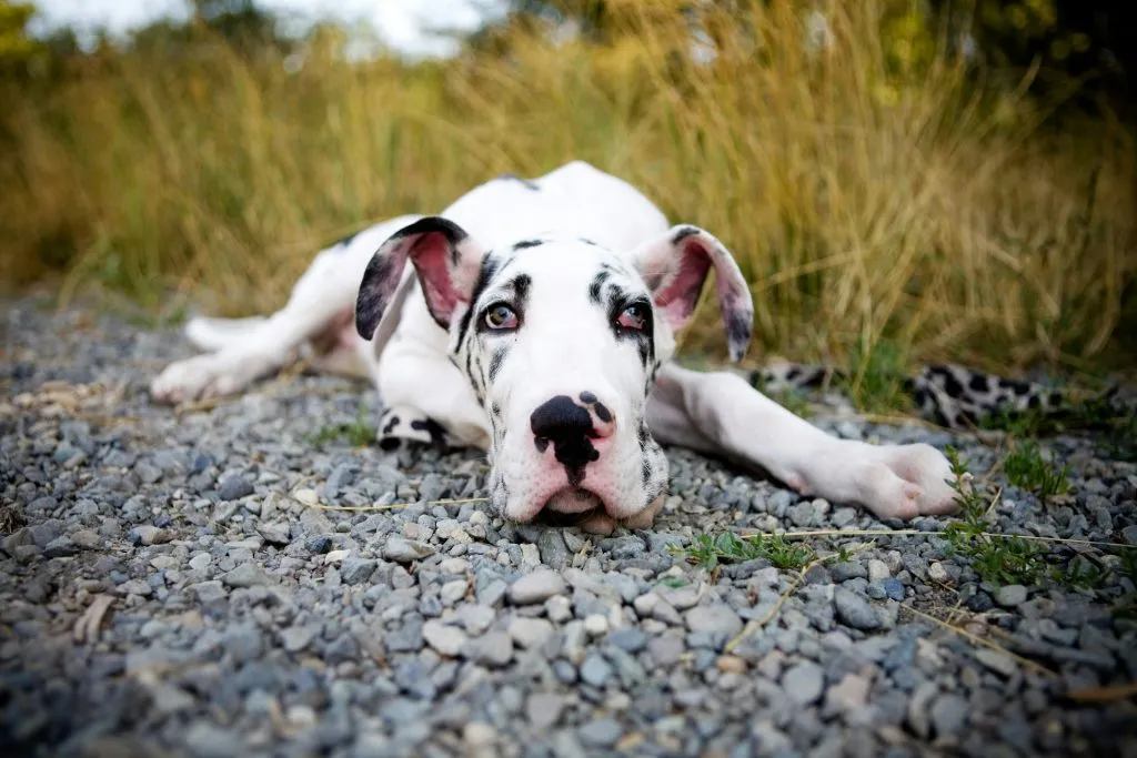 Puppy Food for Healthy Growth: Vet-Ranked Top 5 Picks