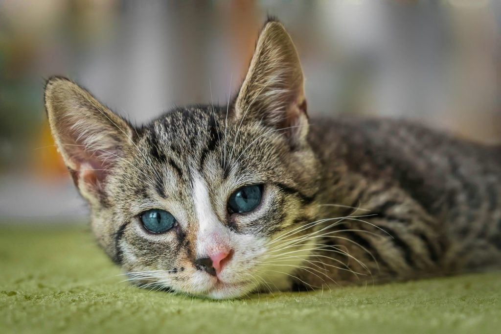 european shorthair, cat, animal, nature, kitten, domestic cat, pet, cute, feline
