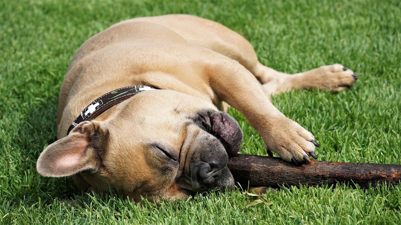 French bulldog chewing a stick outdoors, illustrating everyday dog dental care habits