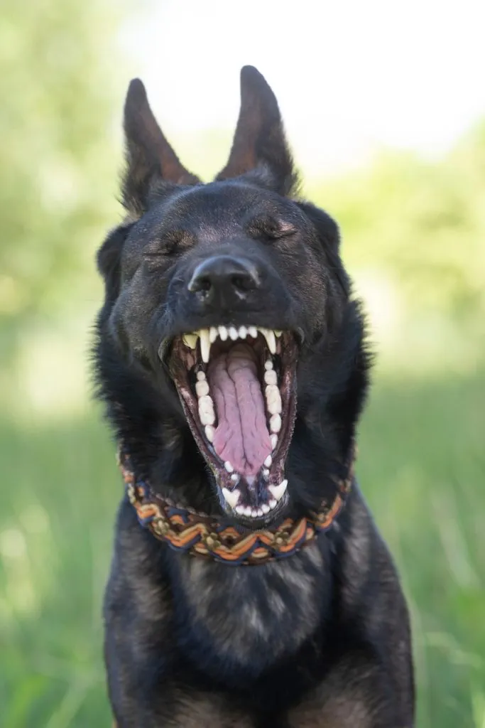 german shepherd, dog, animal, yawn, sleepy, yawning, yawning dog, dog teeth, black dog, black fur, pet, canine, dog portrait, animal portrait, animal photography The Best Dog Dental Explained by a Vet