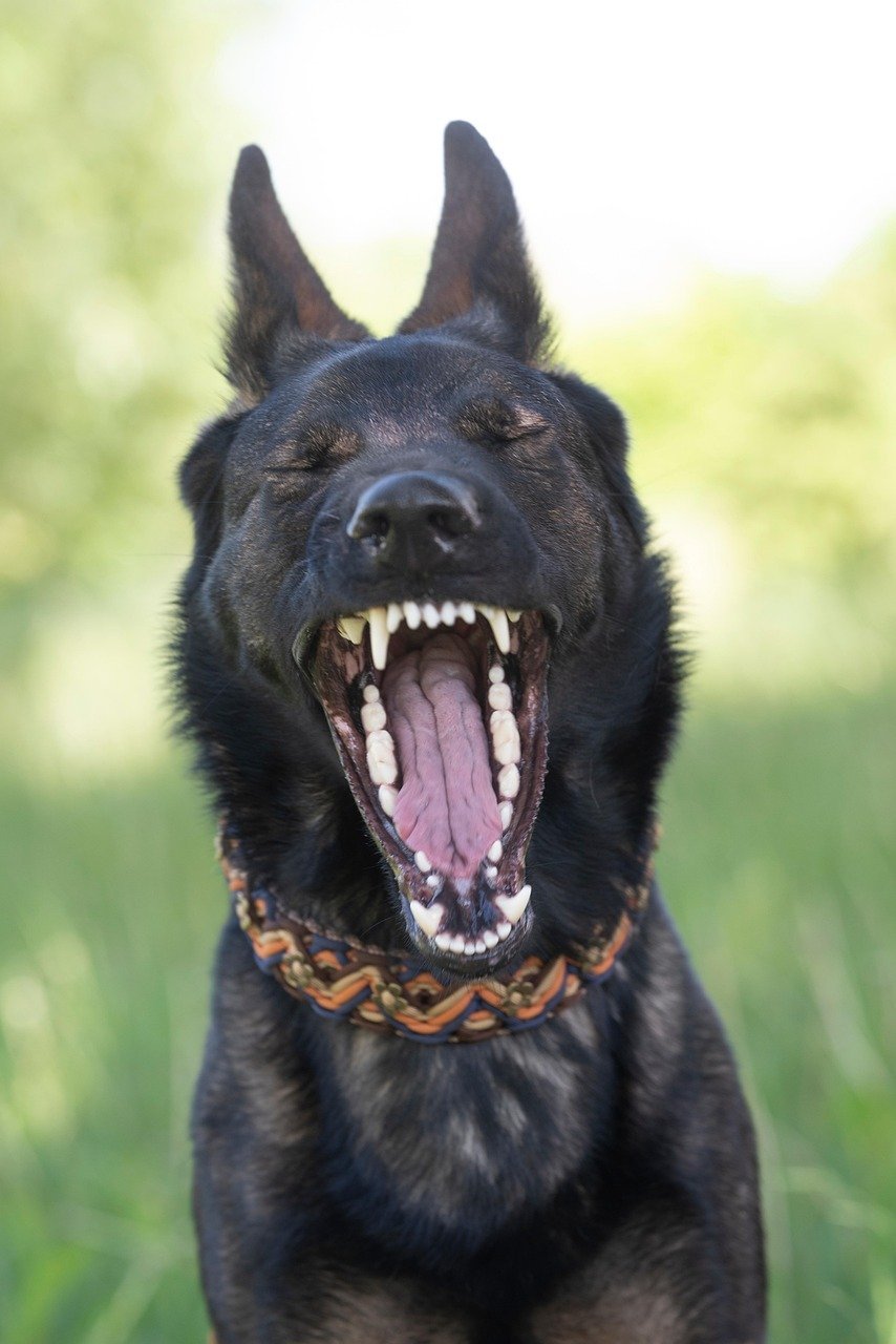 Dog resting during prevention care for worms in dogs
