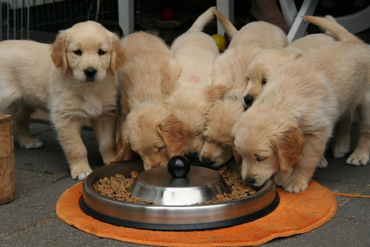 A puppy eating, illustrating the puppy-to-adult food transition