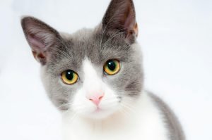 Grey and white short fur cat